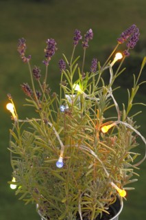 Lavender (Lavandula), with fairy lights, North Rhine-Westphalia, Germany, Europe