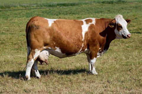 Europe, Germany, Mecklenburg-Western Pomerania, Dairy cows on the pasture near Göhren-Lebbin, Red