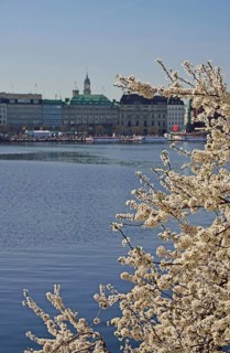 Europe, Germany, Hamburg, City, Inner Alster Lake, Tree blossom, View to the Michel, japanese
