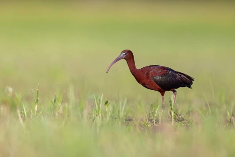Glossy ibis (Plegadis falcinellus), Floating Hide fixed, Everglades NP, Florida, USA, North America