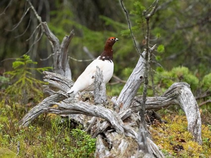 Willow ptarmigan (Lagopus lagopus) male, in summer plumage, perched on a dead tree stem, in a wood,