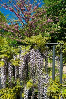 A garden with flowering wisteria and pink blossom trees against a clear blue sky, Wisteria,