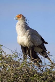 Secretary, (Sagittarius serpentarius), a secretary stands on its eyrie Etosha NP, Namibia, Africa