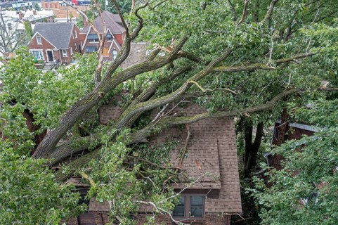 Detroit, Michigan, A storm with 70mph wind gusts blew down a 15-ton, 110-foot cottonwood, damaging