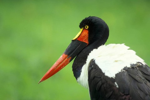 Portrait of the saddle-billed stork (Ephippiorhynchus senegalensis), head, captive