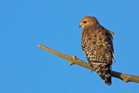 Red-shouldered hawk (Buteo lineatus), Venice Landfill, Venice, Florida, USA, North America
