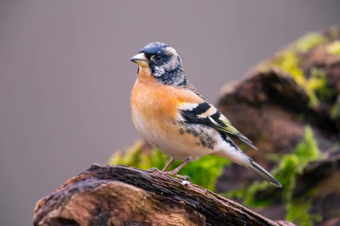 Mountain Finch, Frigilla montifrigilla, songbird, perch, lateral, Bavaria, Bavaria, Federal