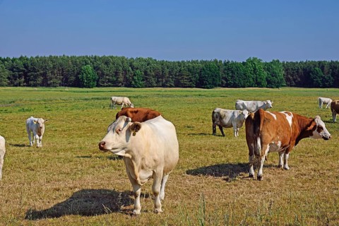 Europe, Germany, Mecklenburg-Western Pomerania, Dairy cows on the pasture near Göhren-Lebbin,