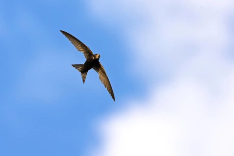 Common swift (Apus apus), family of swallows, Mannheim, Baden-Württemberg, Federal Republic of