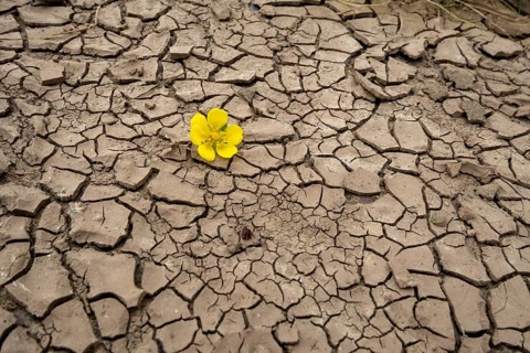 Dryness Drought Soil cracks Flower Rinteln Germany