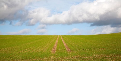 Lines going uphill towards the sky in a field of winter cereal crop Marlborough Downs, Wiltshire,