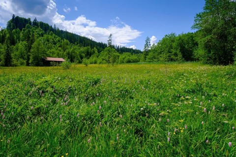 Wet meadows at Barmsee, Krün, Werdenfelser Land, Upper Bavaria, Bavaria, Germany, Europe