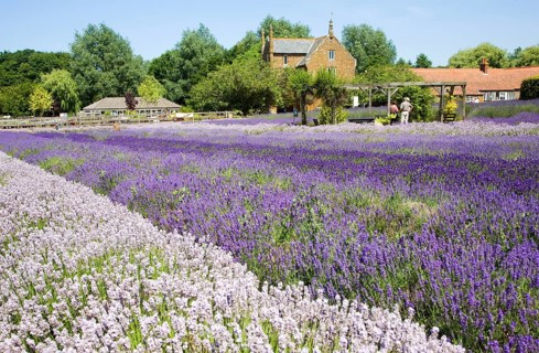Lavender plants at Norfolk Lavender garden centre attraction, Heacham, Norfolk, England, United