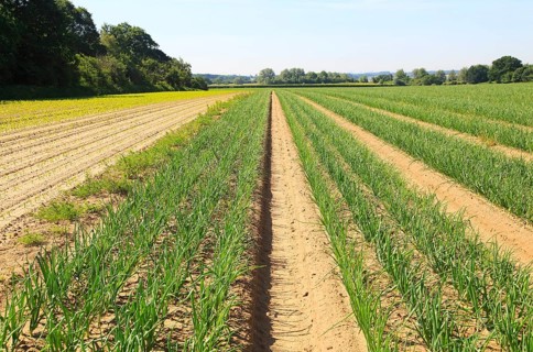 Green lines of onion crop growing in sandy soil, Sutton, Suffolk, England, UK