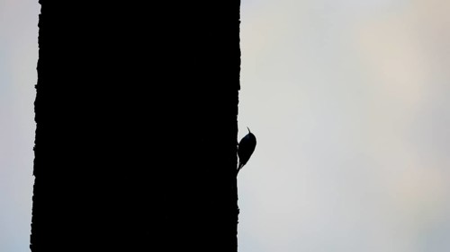 Silhouette of the woodcreeper (Certhia jamiliaris) on a tree trunk, Lower Rhine, North