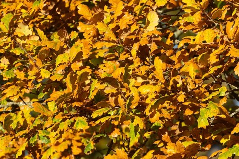 English oak (Quercus robur) tree with yellow leaves in the autumn, Suffolk, England, United