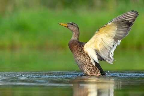 Mallard (Anas platyrhynchos), female, Aviemore, Scotland, Great Britain