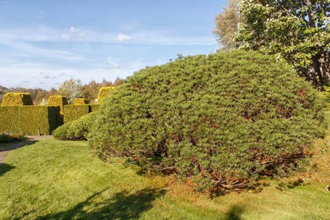 Cottage garden with green lawn, trees, hedges, trimmed bushes and large mountain pines. Modern