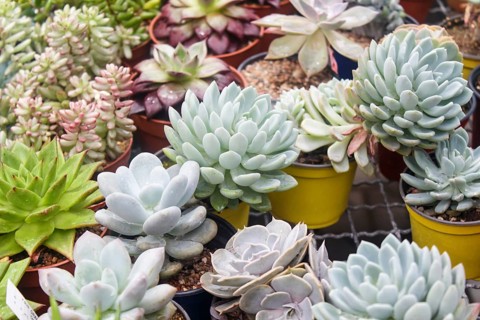 Various types of succulent in flower pots in the greenhouse. Closeup, selective focus