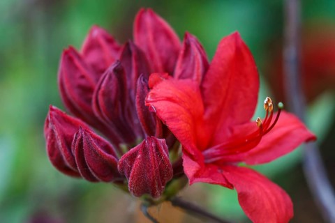 Rhododendron (azalea) flowers of various colors in the spring garden. Closeup. Blurred background