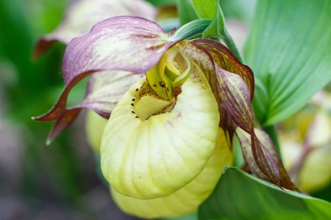 Beautiful orchids of different colors on green background in the garden. Lady's-slipper hybrids.