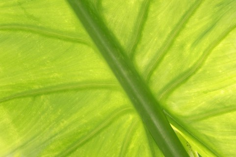 Aquatic giant arum (Typhonodorum lindleyanum), leaf detail, native to Madagascar