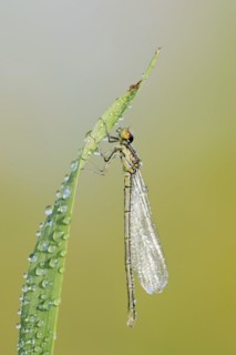 Small red-eyed damselfly (Erythromma viridulum), female, North Rhine-Westphalia, Germany, Europe