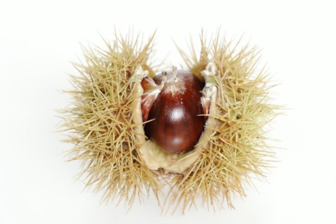 Sweet chestnut or sweet chestnut (Castanea sativa), fruit, chestnut on a white background