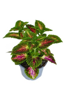 Colorful painted nettle 'Coleus Blumei' plant with dark pink veins on white background