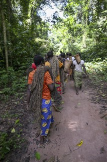 Pygmies of the Baka or BaAka people with their hunting nets on their way to the hunt, Dzanga-Sangha