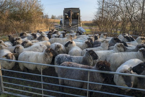 Black-headed domestic sheep (Ovis gmelini aries) in the pen for loading, Mecklenburg-Vorpommern,