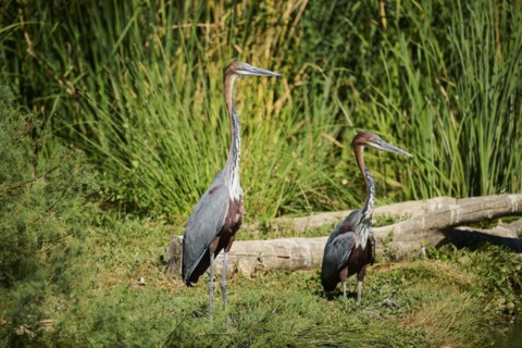Goliath Heron (Ardea goliath), standing, captive, distribution Africa