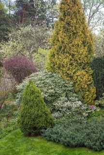 Coniferous trees in the garden: spruce, arborvitae, pine, fir, juniper. Beautiful landscape design