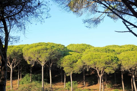 Stone pine trees, Pinus pinea, Parque Natural de Acantilado, Parque Natural de La Brena, Barbate,