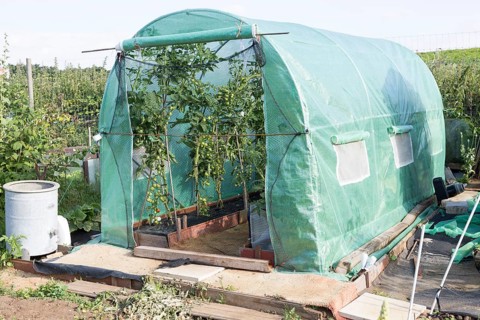 Tomato plants growing in plastic greenhouse tent, Shottisham, Suffolk, England, UK
