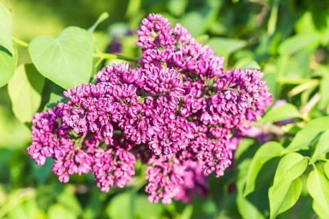 Blooming lilac in the botanical garden in spring
