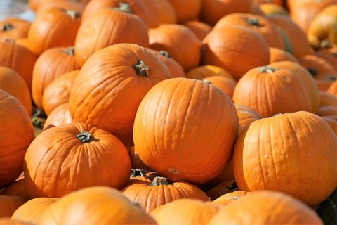 Pumpkins, pumpkin patch