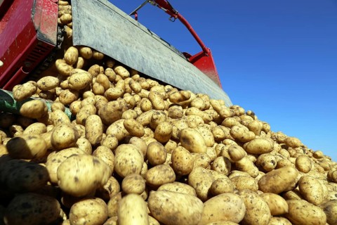 Agriculture potato harvesting with harvester (Mutterstadt, Rhineland-Palatinate)