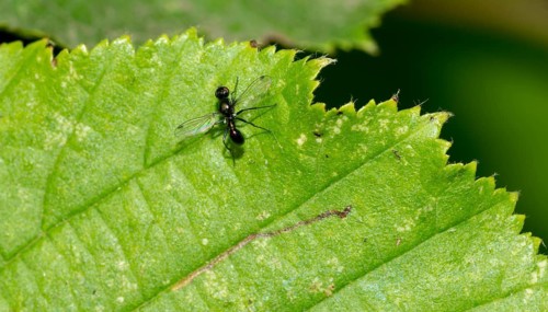 Tiny black fly (Sepsidae, Sepsis spec.) on a green leaf of a european hornbeam (Carpinus betulus),