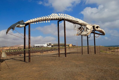Whale skeleton display at Las Salinas del Carmen, Fuerteventura, Canary Islands, Spain, Europe