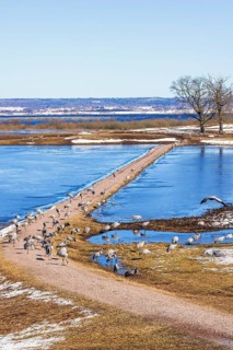 View at a flock of cranes at lake Hornborgasjön on an early sunny spring day, Hornborgasjön,