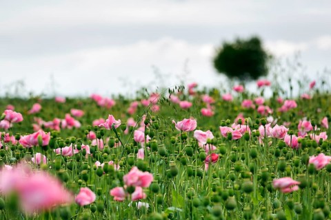 Opium poppy (Papaver somniferum), cultivation of edible poppy, poppy field, pink flowers and seed