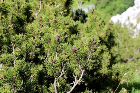 Mountain pine (Pinus mugo)
