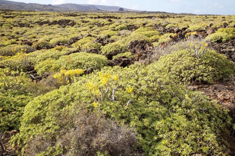 Euphorbia balsamifera Kleinia Nerifolia growing on lava flows Malpais de Corona, Lanzarote, Canary