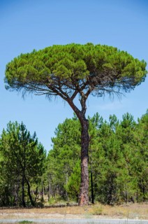 Pine, tree, forest, Spain, Europe