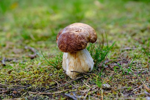 Small porcini mushroom on mossy and grassy forest floor