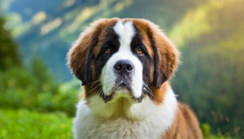 Pets, dog, Saint Bernard, puppy, AI-generated, AI generated