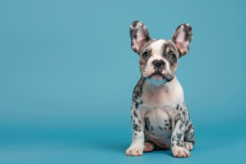 Merle French Bulldog dog puppy sitting in front of blue background. KI generiert, generiert, AI
