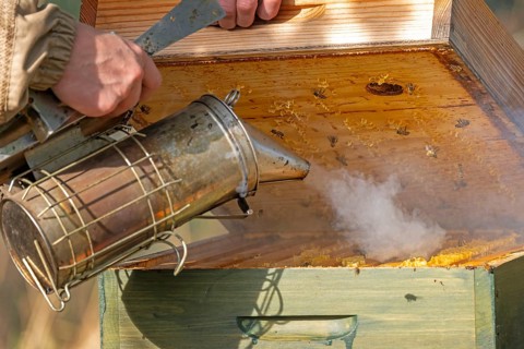 Western honey bee (Apis mellifera) fruit blossom, beekeeper, beekeeper suit, frames, hives,