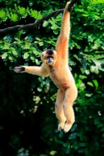 Yellow-cheeked gibbon, Yellow-cheeked gibbon (Nomascus gabriellä), adult, female, hanging in a